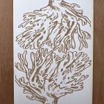 Coral texture illustration on textured paper.
