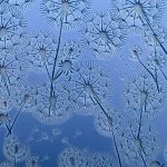 Dandelion seeds against a blue sky background.