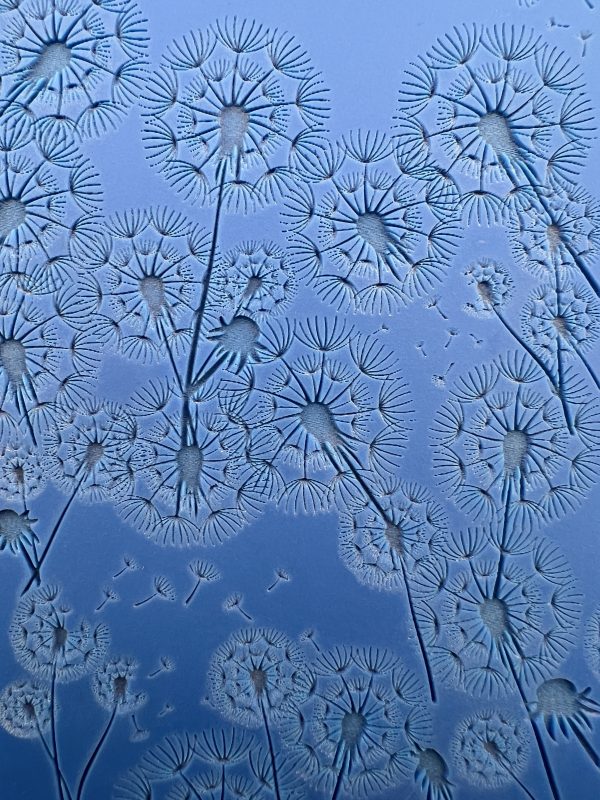 Dandelion seeds against a blue sky background.