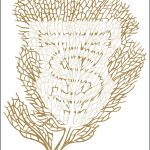 Sea fan illustration with intricate branch details.