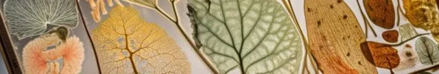 Close-up of a leaf's intricate vein structure with a fuzzy background.