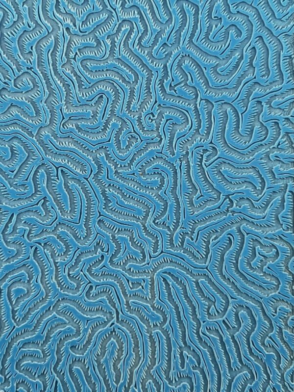 Coral Maze D