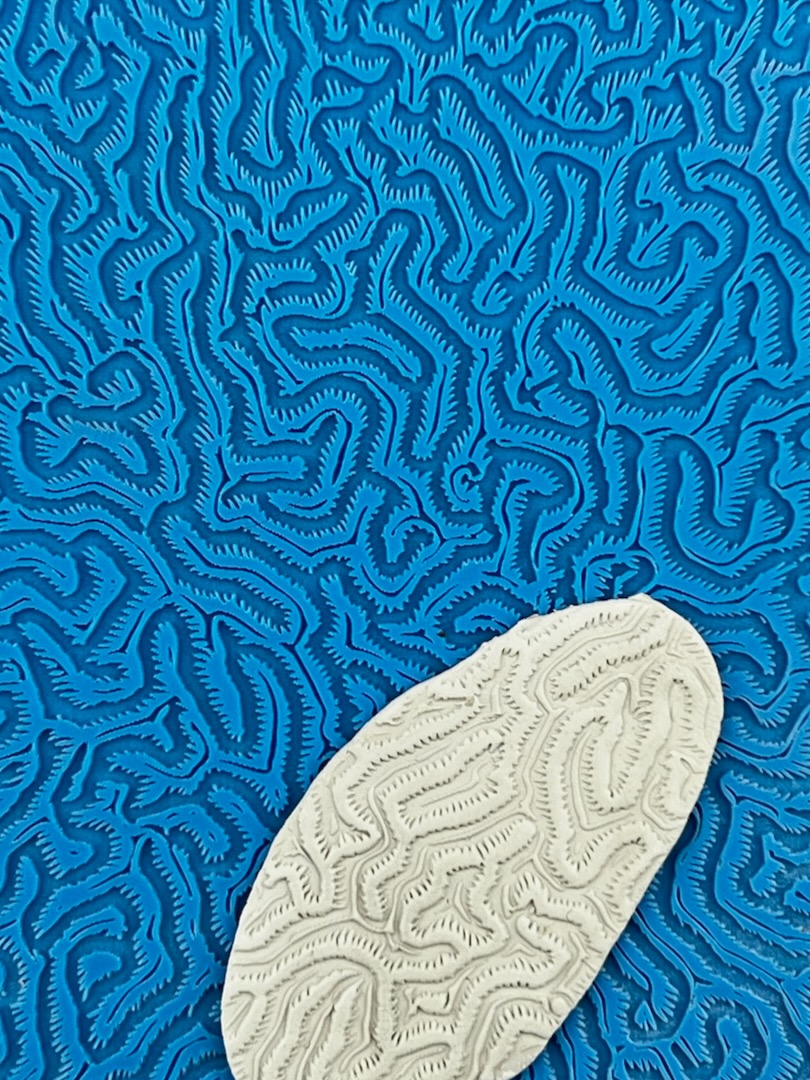 Coral Maze D