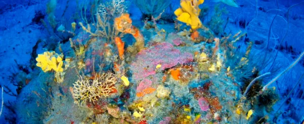 EUO-OCEANA-82592