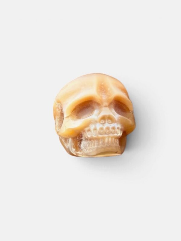 Pearl skull white full jaw