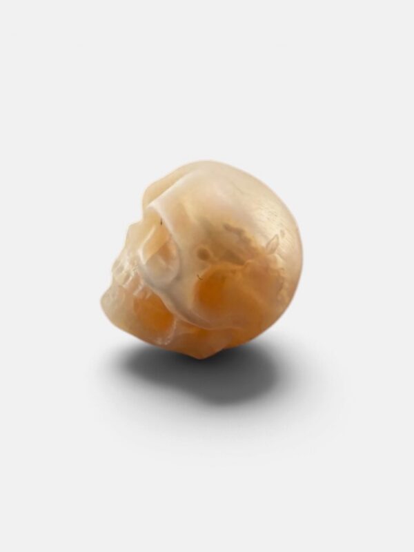 Pearl skull white full jaw